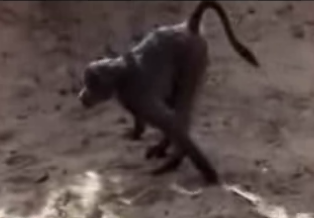 Wild Kingdom... Gone Wild!